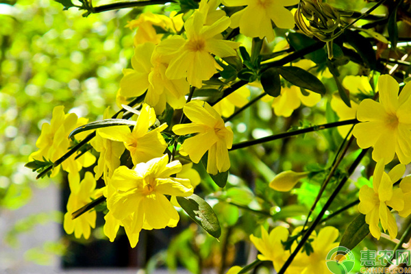 迎春花怎么种植？