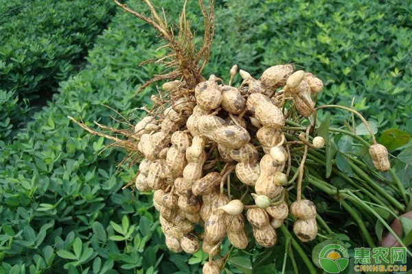 花生如何种植才能高产？分享七个花生增产小妙招