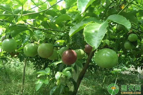 百香果种植中农户们关心的几个问题解答