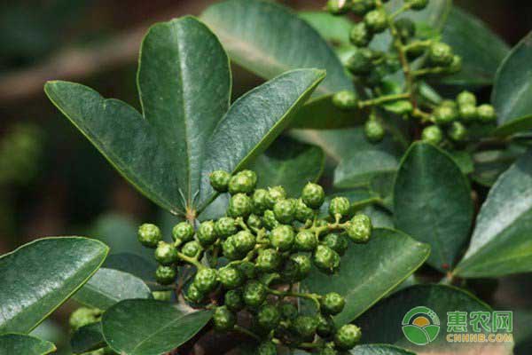 九叶青花椒怎么种？九叶青花椒种植技术