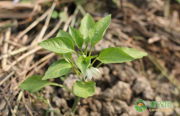 影响辣椒幼苗定植原因有哪些？露地辣椒幼苗定植期管理要点