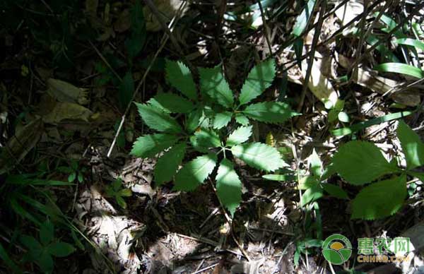 药材竹节参怎么种？竹节参种植技术