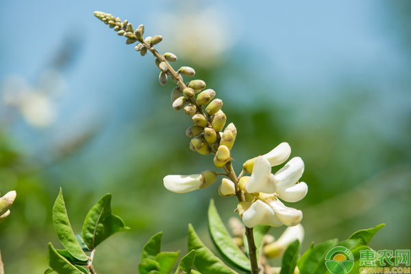 牛大力怎么种？牛大力的种植管理技巧