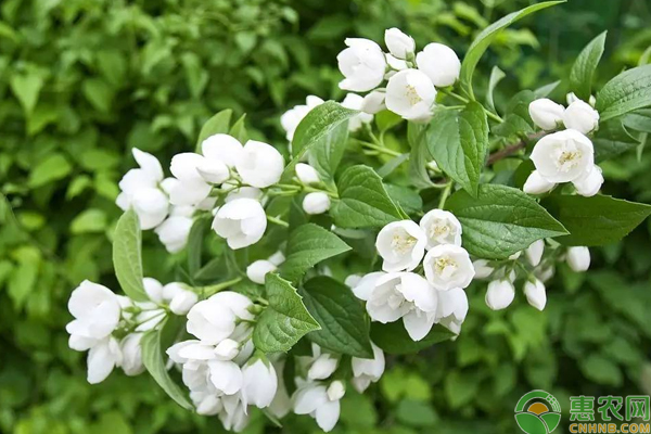 茉莉花怎么栽培比较好？茉莉花栽培综合管理技术