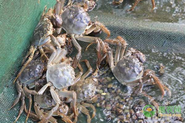 大闸蟹常见疾病有哪些？怎么防治？