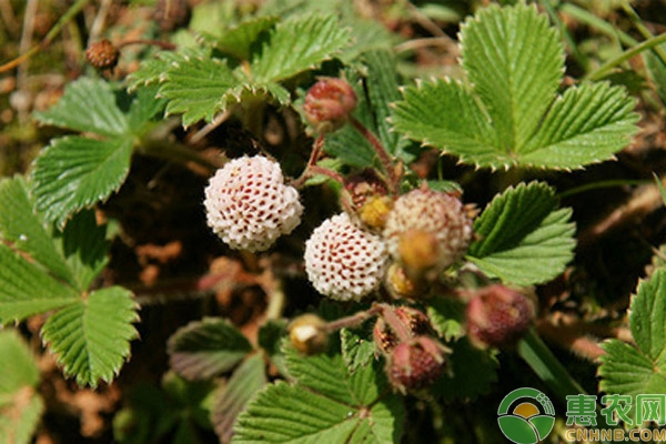 盆栽菠萝莓如何种植？盆栽菠萝莓高产种植要点讲解