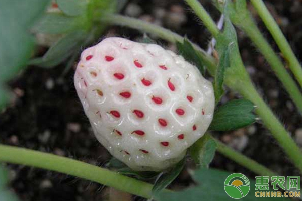 盆栽菠萝莓如何种植？盆栽菠萝莓高产种植要点讲解