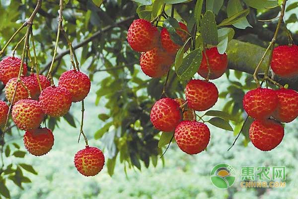 果树新型种植技术——起垄种植