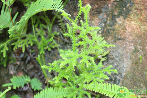 蕨类植物的栽培要点(