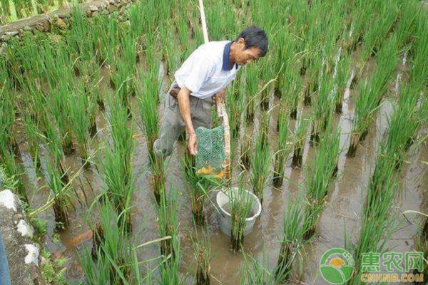 基金项目：“稻鱼共生”水稻栽培模式技术要点