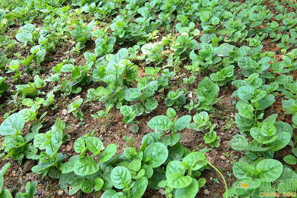 菜怎么防治早衰？防治蔬菜早衰的种植方法