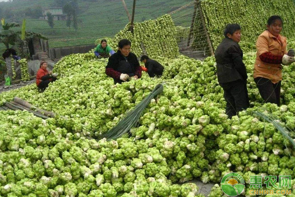 青菜头无公害优质高产栽培技术要点