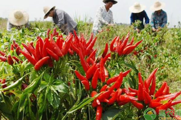 辣椒如何种植能高产？亩产值4500～5000元辣椒栽培技术