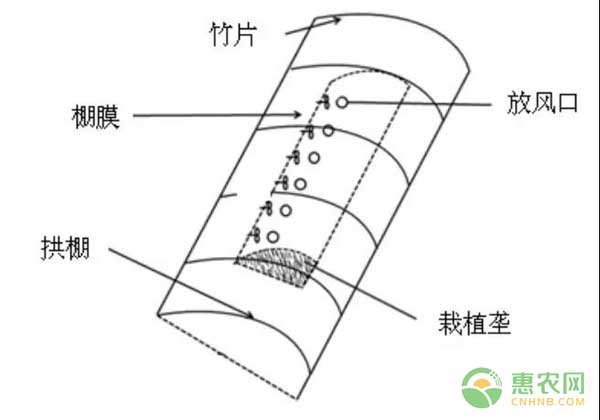 西瓜怎么种？西瓜拱棚栽培技术