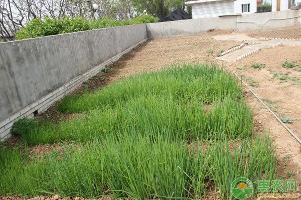 小葱怎么种植产量高？小葱的种植小技巧