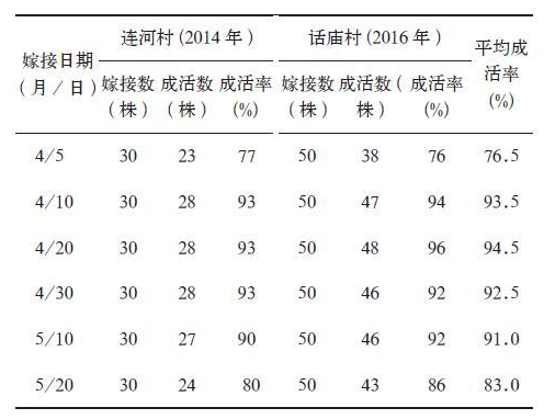 秦岭地区核桃提高高接成活率和保存率的技术探究