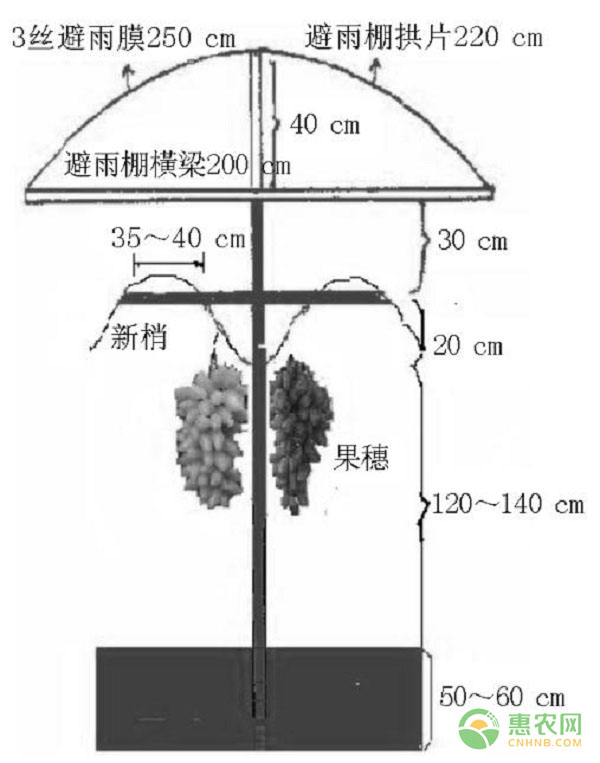 浙江地区宝系列葡萄品种引种与栽培管理