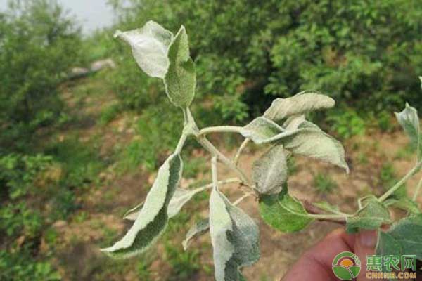 苹果白粉病如何防治？苹果白粉病的发病特点及防治措施