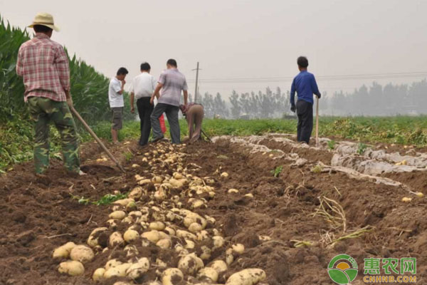 马铃薯什么时候种植最好？马铃薯高产种植技术讲解