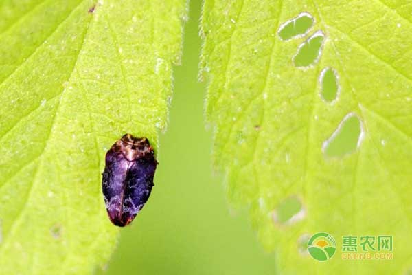 核桃有哪些常见害虫？核桃常见害虫的防治方法