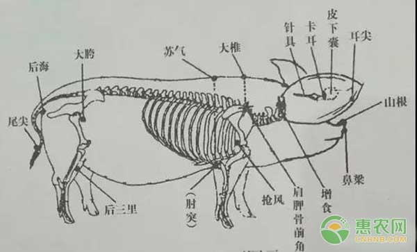 规模猪场技术分享：常见猪病八项治疗技巧