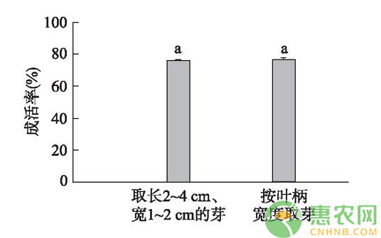 浅谈核桃改良型芽接技术的成活率