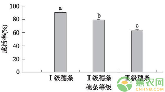 浅谈核桃改良型芽接技术的成活率