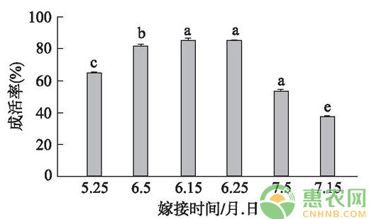 浅谈核桃改良型芽接技术的成活率