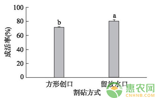 浅谈核桃改良型芽接技术的成活率