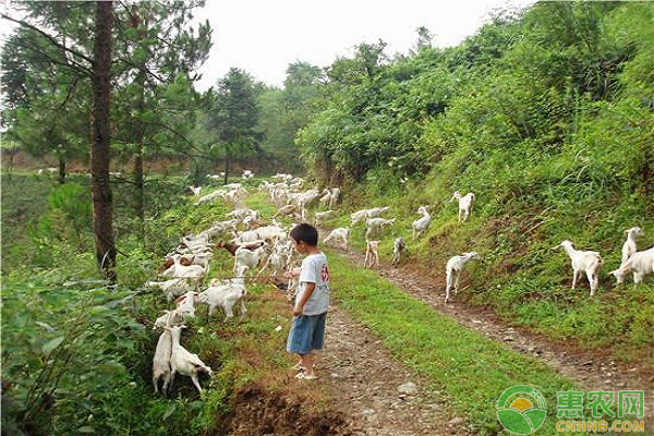 如何养殖小香羊？小香羊的特点介绍及养殖要点