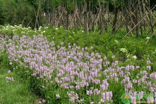 花卉养殖：宿根花卉在园林中的应用优势有哪些？