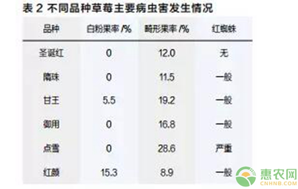 草莓实验对比