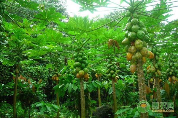 木瓜怎么种？木瓜种植及病虫害防治技术