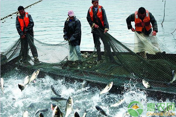 浅谈水产生态养殖技术的应用