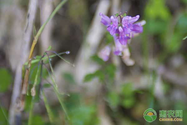 药材夏天无怎么种？夏天无高效种植技术