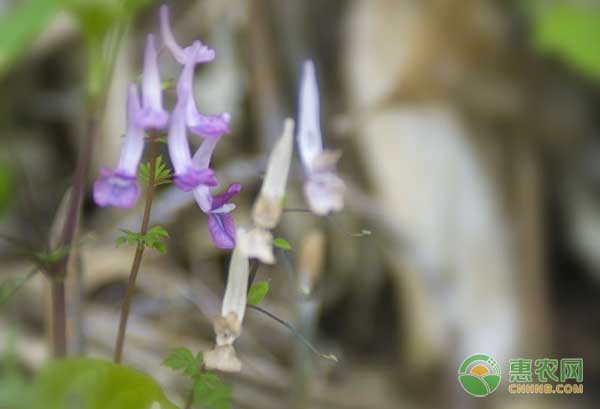 药材夏天无怎么种？夏天无高效种植技术