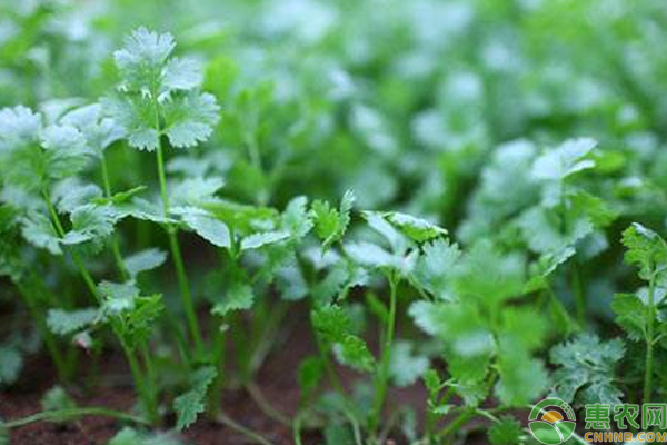 夏季香菜种植如何能高产？浅谈一亩香菜收入2万的高产种植技术