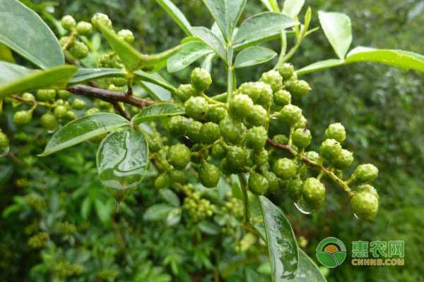 青花椒怎么施肥？青花椒水肥管理技巧