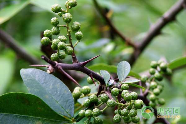 青花椒怎么施肥？青花椒水肥管理技巧