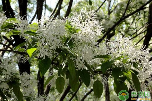 老师傅告诉你，流苏作砧木嫁接桂花的优缺点