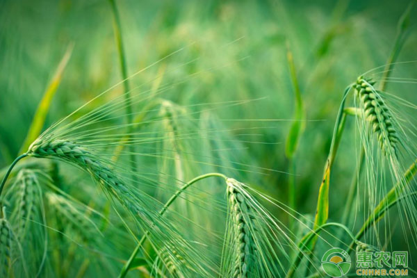 小麦禾本科和阔叶杂草除草剂药剂类型