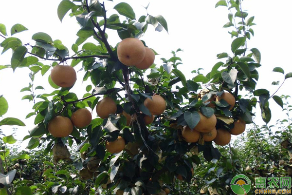 夏季雨水多，梨树分“上下”管理才能降低病害感染