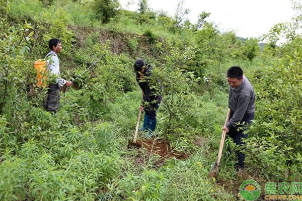 果树怎么施肥最好？