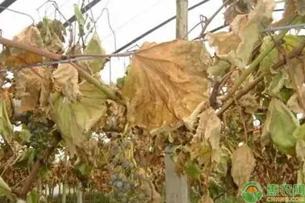 浅谈各种害虫的最佳防治时间