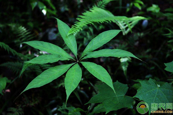 天南星林下种植技术