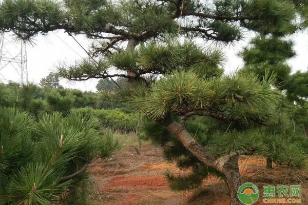 黑松景观树造型技术要点有哪些？黑松景观树的造型技术