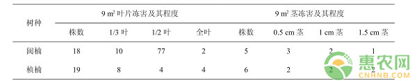 祁门县闽楠和桢楠两年生容器苗育苗技术