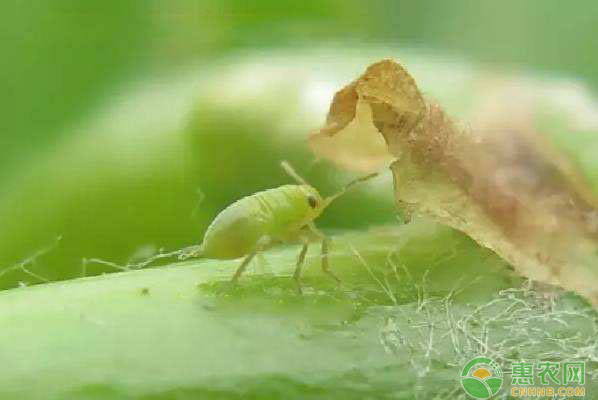 葡萄绿盲蝽如何防控？葡萄绿盲蝽防控技术