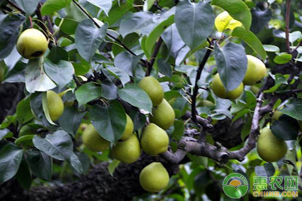 梨树夏季有哪些管理要点？梨树夏季管理技术要点介绍