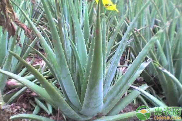 盆栽芦荟繁殖方法及病虫害防治栽培技术